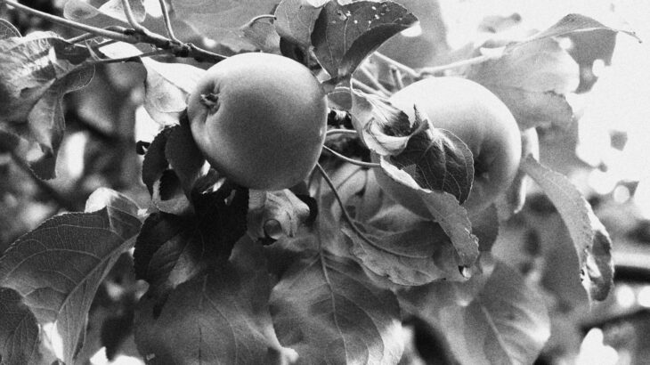 セブ島の食と構造学｜高負荷脳をハックする戦略的栄養摂取